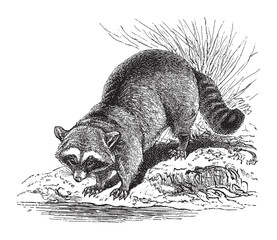 Raccoon (Procyon lotor) / vintage illustration from Meyers Konversations-Lexikon 1897  © Hein Nouwens