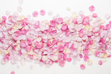 Pink rose flowers petals on white background. Flat lay, top view, copy space.
