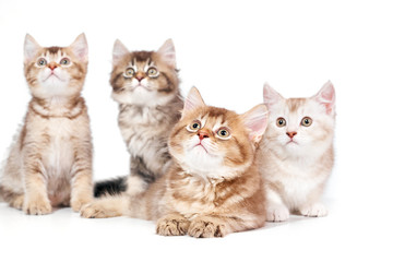 Front view of four kittens.
