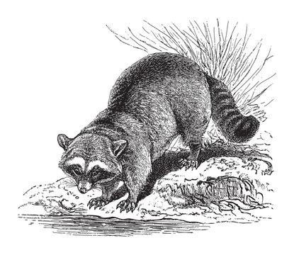 Raccoon (Procyon lotor) / vintage illustration from Meyers Konversations-Lexikon 1897 