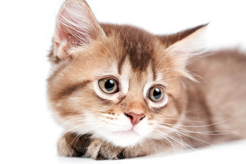 Close up of lying kitten isolated on white.