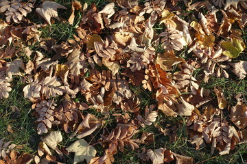 Fallen leaves of rowan on green grass from above