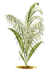 Plant - Cocos flexuosa / Vintage illustration from Meyers Konversations-Lexikon 1897