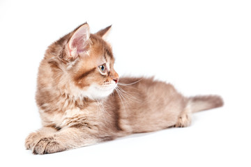 Close up of lying sweet kitty.