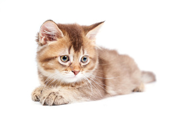 Front view of lying kitten isolated on white.