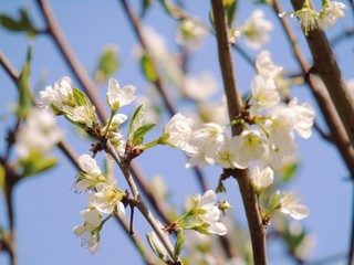 Liguria, Italy – 11/29/2019: Beautiful caption of the cherry tree and other different fruit plants with first amazing winter flowers  in the village and an incredible blue sky in the background. 