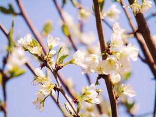 Liguria, Italy – 11/29/2019: Beautiful caption of the cherry tree and other different fruit plants with first amazing winter flowers  in the village and an incredible blue sky in the background. 