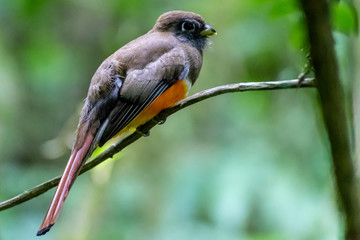 Panama - El Valle de Anton - Parque Nacional Cerro Gaital - Orange-bellied Trogon