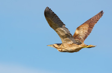 Eurasian bittern in flight with fully spreaded wings and clear blue sky 