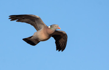 Common wood pigeon flying over blue sky with stretched wings 