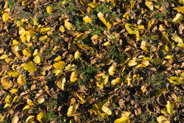 Brown and yellow fallen leaves of mulberry on green grass from above