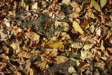 Brown fallen leaves covering the ground in October