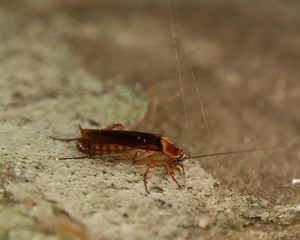 cockroach