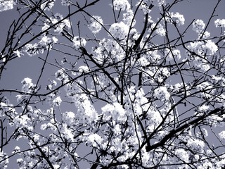 Liguria, Italy – 11/29/2019: Beautiful caption of the cherry tree and other different fruit plants with first amazing winter flowers  in the village and an incredible blue sky in the background. 