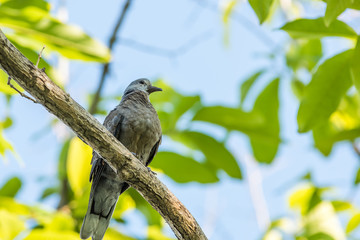 Columbidae bird, Geopelia striata