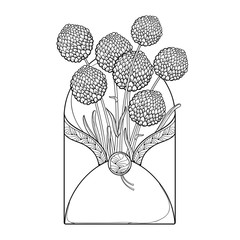 Bouquet with outline ball of craspedia or billy buttons dried flower in open craft envelope in black isolated on white background.