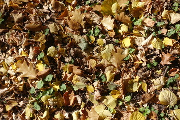 Multicolored fallen leaves covering greenery in autumn