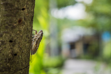 Cicada