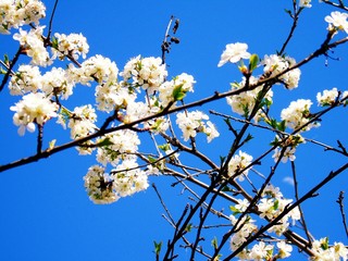 Liguria, Italy – 11/29/2019: Beautiful caption of the cherry tree and other different fruit plants with first amazing winter flowers  in the village and an incredible blue sky in the background. 