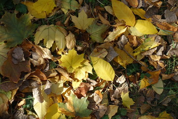 Yellow, brown and green fallen leaves covering the ground in autumn
