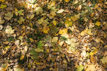Various fallen leaves covering the ground in autumn