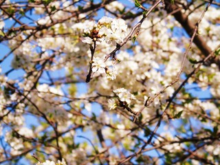 Liguria, Italy – 11/29/2019: Beautiful caption of the cherry tree and other different fruit plants with first amazing winter flowers  in the village and an incredible blue sky in the background. 