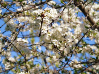 Liguria, Italy – 11/29/2019: Beautiful caption of the cherry tree and other different fruit plants with first amazing winter flowers  in the village and an incredible blue sky in the background. 