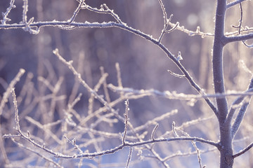 Winter branches covered with snow. Frozen tree and bush branch in winter forest. Winter forest landscape.