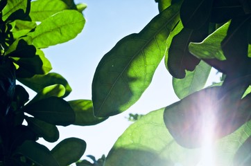 Light shine through leave