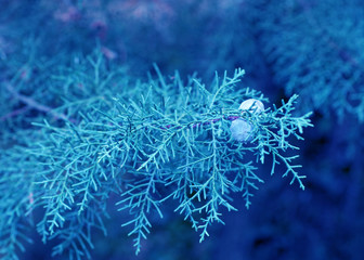 Closeup of juniper tree branches.Classic blue pantone color of the year 2020.