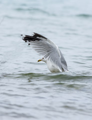 Ring-billed Gull taking off from water. 
