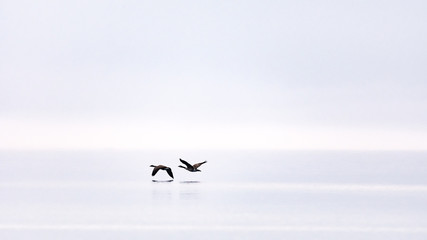 Two Canada Geese flying low through the fog