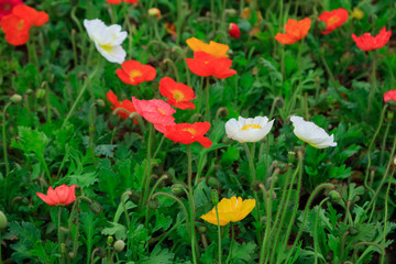 Corn poppy flowers