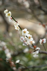 日本の早春の梅の花の風景