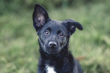 Cute black puppy portrait