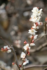 日本の早春の梅の花の風景