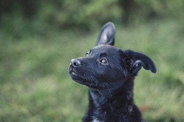 Cute black puppy portrait