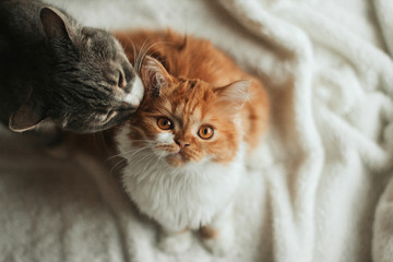  A gray cat licks a fluffy ginger kitten. Cat - mother takes care of the kitten.