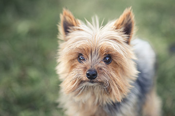 Yorkshire Terrier