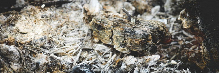 Grey ash in the fireplace after the barbecue closeup.