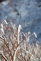 雪化粧された木枝