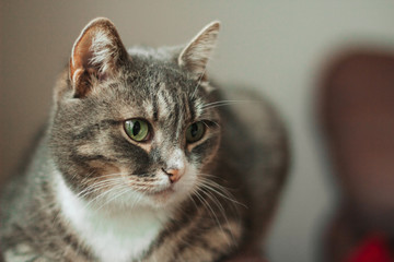  Gray tabby cat with green eyes.