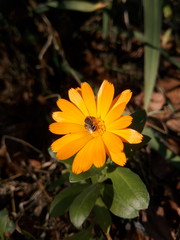 Yellow calendula in the country in the autumn under the sun