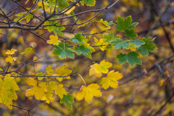 Season of beautiful autumn leaves,Rome Italy