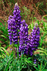 Lupine flowers in the botanical garden