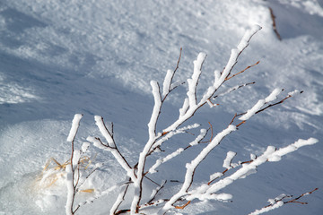 雪化粧された木枝