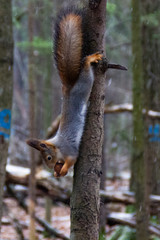 Naklejka na ściany i meble red squirrel up side down with nut