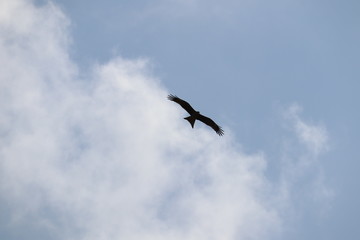 seagull in the sky