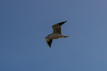 Möwe fliegt im klarem blauen Himmel von rechts nach links