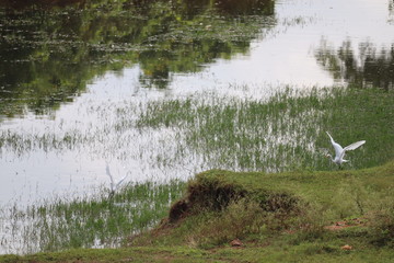 river in the forest